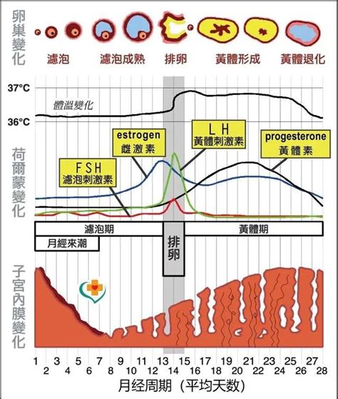 陰毛生長速度|陰毛:生理作用,生理周期,總體介紹,青春期,疾病問題,生長的年齡,生。